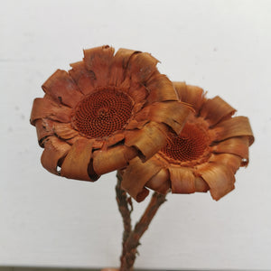 Protea- natur