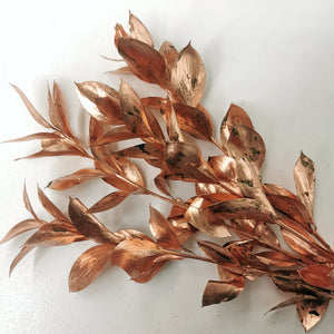 Ruscus- großblättrig,frisch